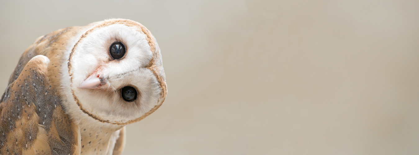 Primer plano de una lechuza Foto:Anankkml/Adobe Stock